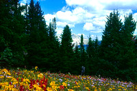 Wildflower Meadow